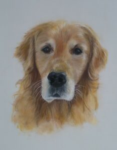 dessin chien golden retriever