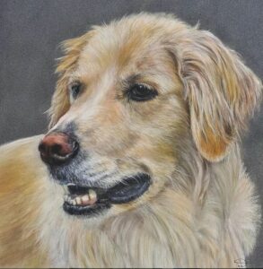 dessin chien golden retriever