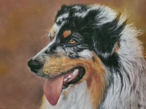 dessin chien berger australien